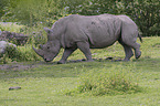 walking square-lipped Rhinos