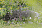 standing square-lipped Rhinos
