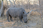 standing White Rhinoceros