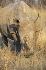 standing White Rhinoceros