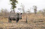 standing White Rhinoceros