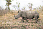 walking White Rhinoceros