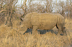 walking White Rhinoceros