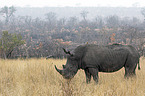 standing White Rhinoceros