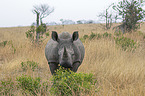 standing White Rhinoceros