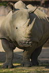 square-lipped rhino