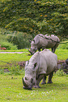 square-lipped rhinos