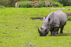 square-lipped rhino