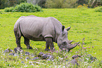 square-lipped rhino