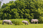 white rhinos