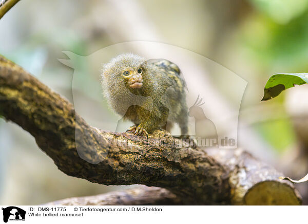 Weibauch-Zwergseidenffchen / White-bellied marmoset / DMS-11775