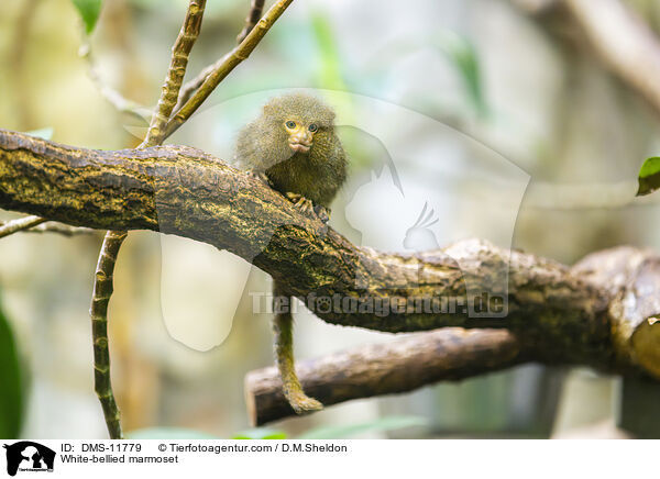 Weibauch-Zwergseidenffchen / White-bellied marmoset / DMS-11779