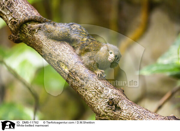 Weibauch-Zwergseidenffchen / White-bellied marmoset / DMS-11782