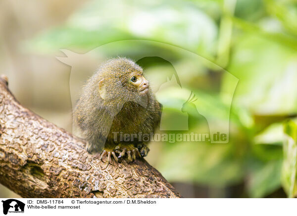 Weibauch-Zwergseidenffchen / White-bellied marmoset / DMS-11784