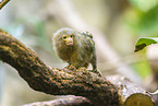 White-bellied marmoset