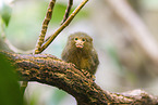 White-bellied marmoset