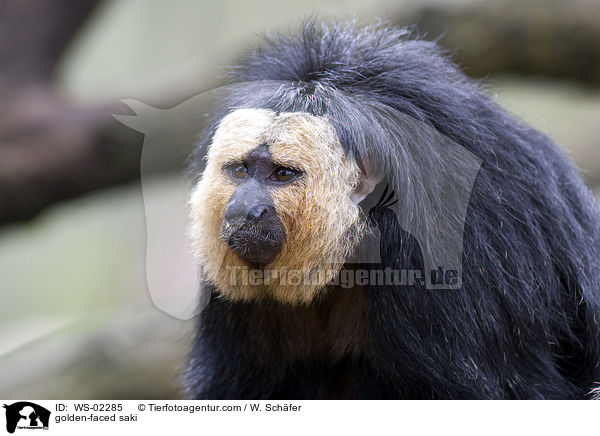 golden-faced saki / WS-02285