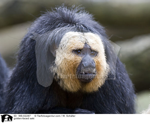 golden-faced saki / WS-02287