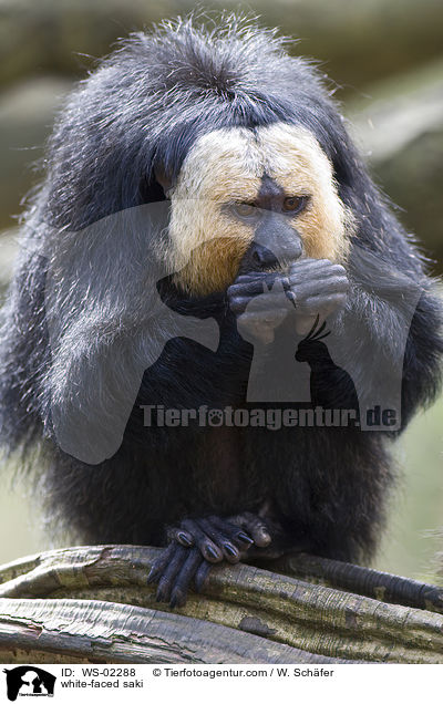 white-faced saki / WS-02288