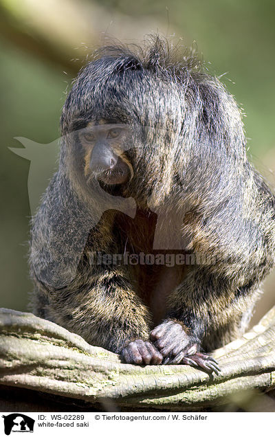 white-faced saki / WS-02289