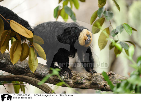 golden-faced saki / DMS-06793