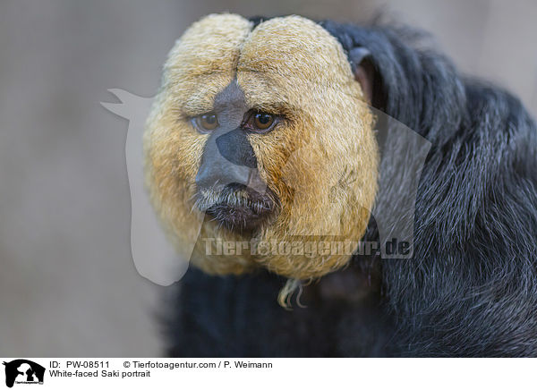 White-faced Saki portrait / PW-08511