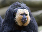 golden-faced saki