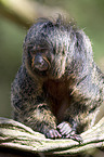 white-faced saki