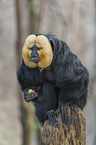 sitting White-faced Saki