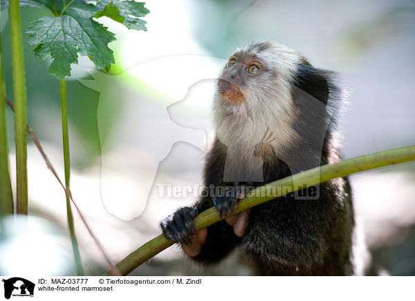 Weigesichtseidenffchen / white-fronted marmoset / MAZ-03777