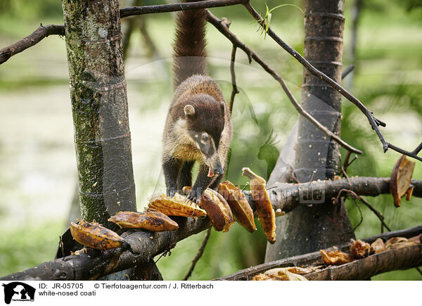 white-nosed coati / JR-05705