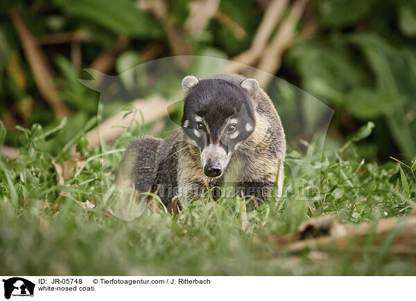 Weirssel-Nasenbr / white-nosed coati / JR-05748