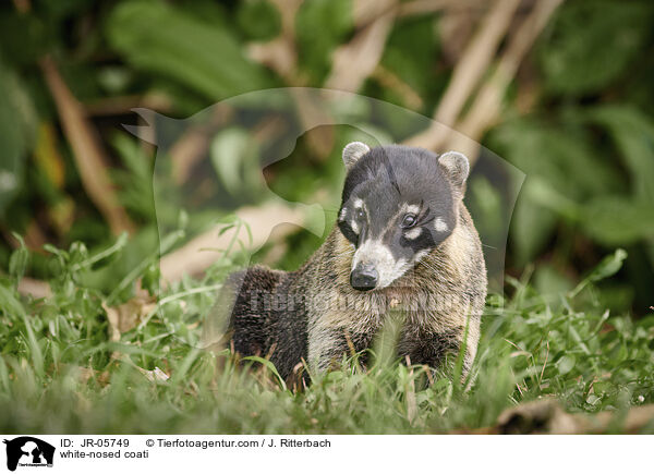 white-nosed coati / JR-05749