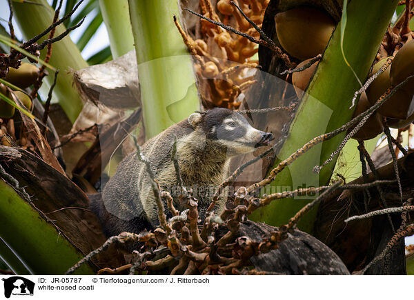 Weirssel-Nasenbr / white-nosed coati / JR-05787