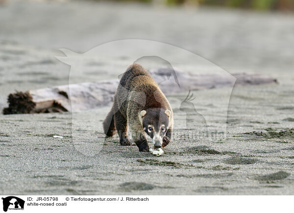 white-nosed coati / JR-05798