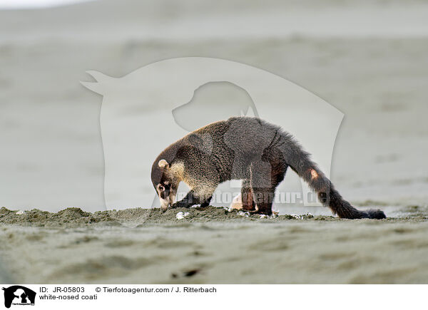 Weirssel-Nasenbr / white-nosed coati / JR-05803