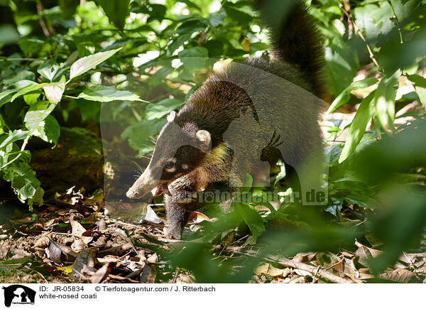 Weirssel-Nasenbr / white-nosed coati / JR-05834