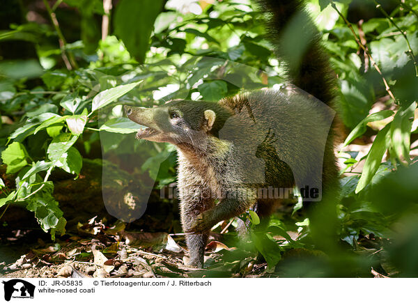 Weirssel-Nasenbr / white-nosed coati / JR-05835