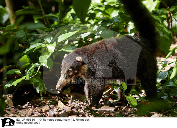 white-nosed coati / JR-05836