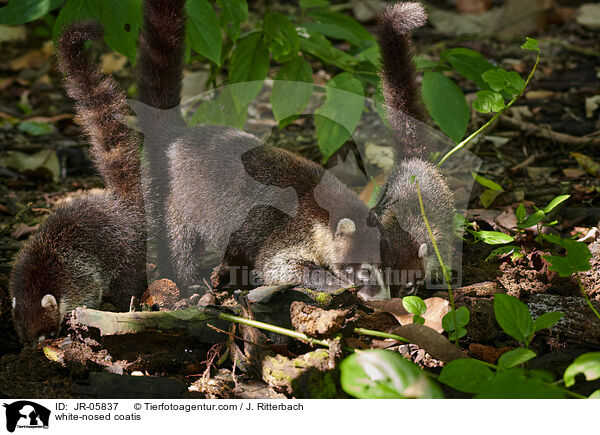 white-nosed coatis / JR-05837