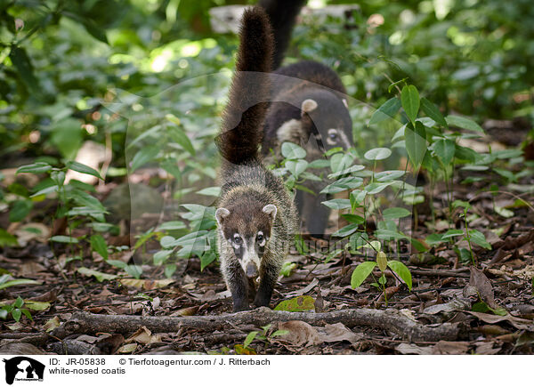 white-nosed coatis / JR-05838