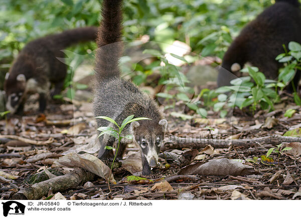 white-nosed coatis / JR-05840