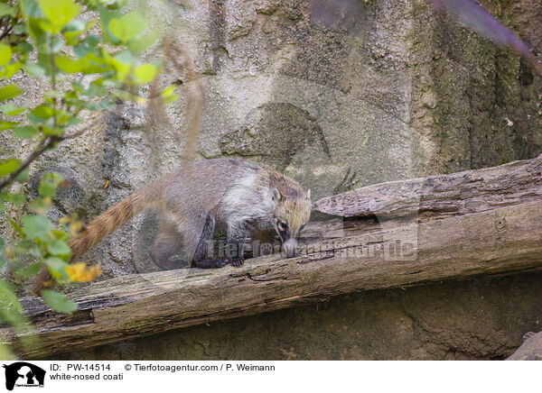 white-nosed coati / PW-14514