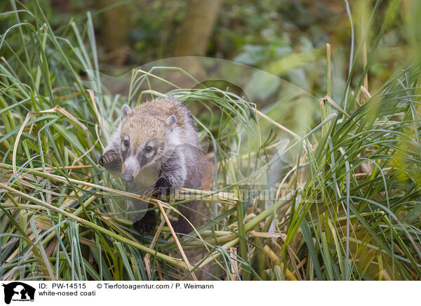 white-nosed coati / PW-14515