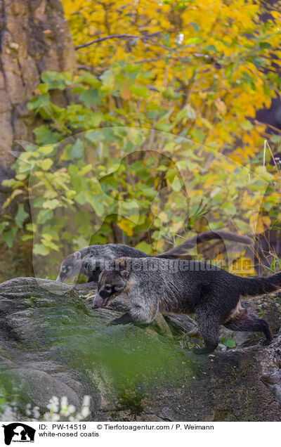 white-nosed coatis / PW-14519