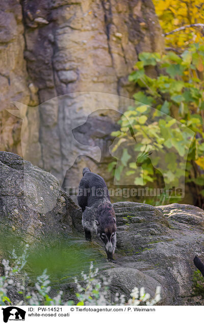 white-nosed coati / PW-14521