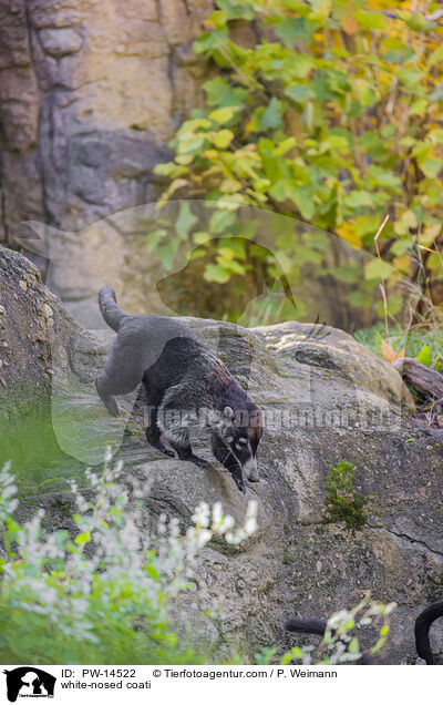 white-nosed coati / PW-14522