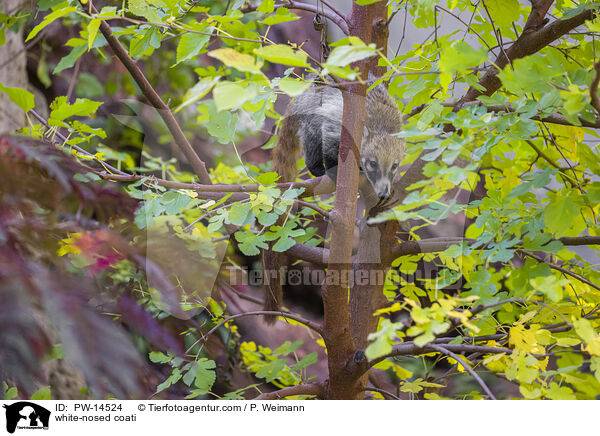 Weirssel-Nasenbr / white-nosed coati / PW-14524