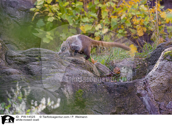 Weirssel-Nasenbr / white-nosed coati / PW-14525