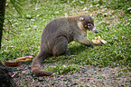 white-nosed coati